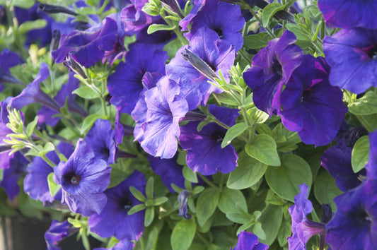 PETUNIA MIX COLORI