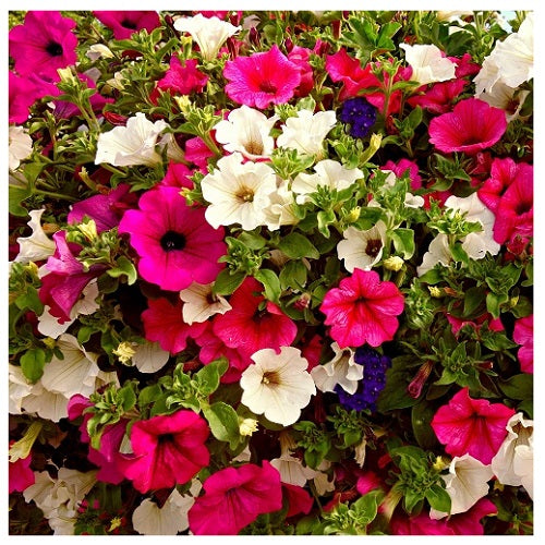 PETUNIA MIX COLORI