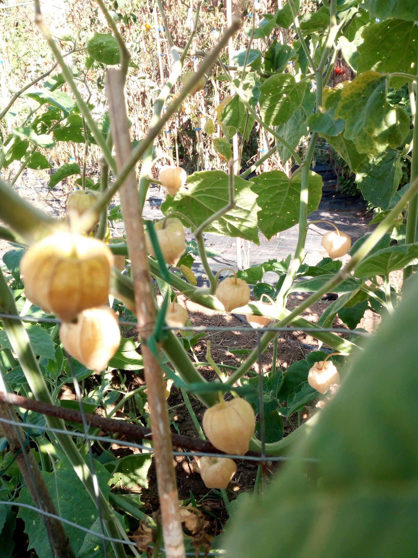 Physalis Alkekengi