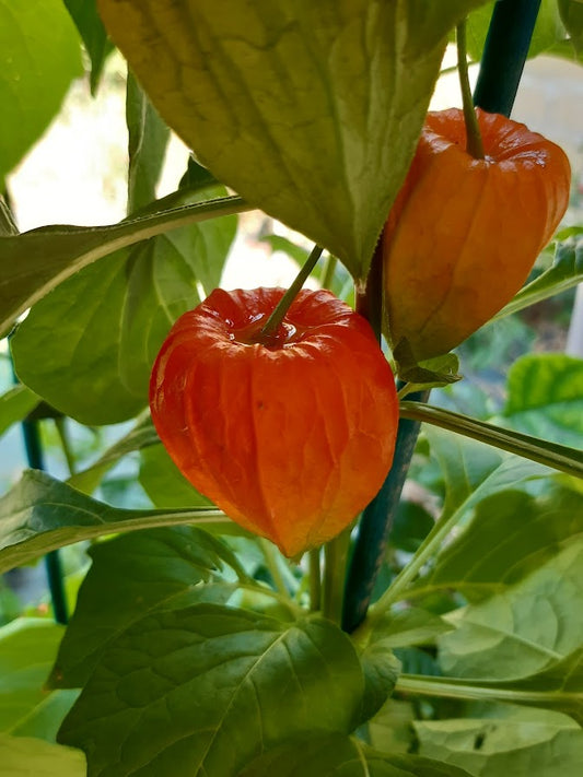 Physalis Frankettii