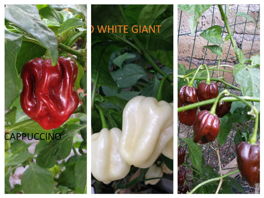 Habanero  3 VARIETA'---CHOCOLAT-WHITE GIANT-CAPPUCCINO