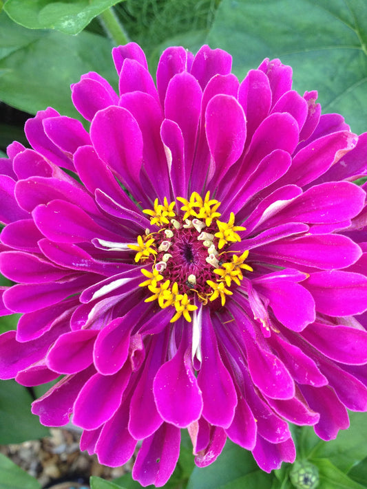 Zinnia Purple  Prince