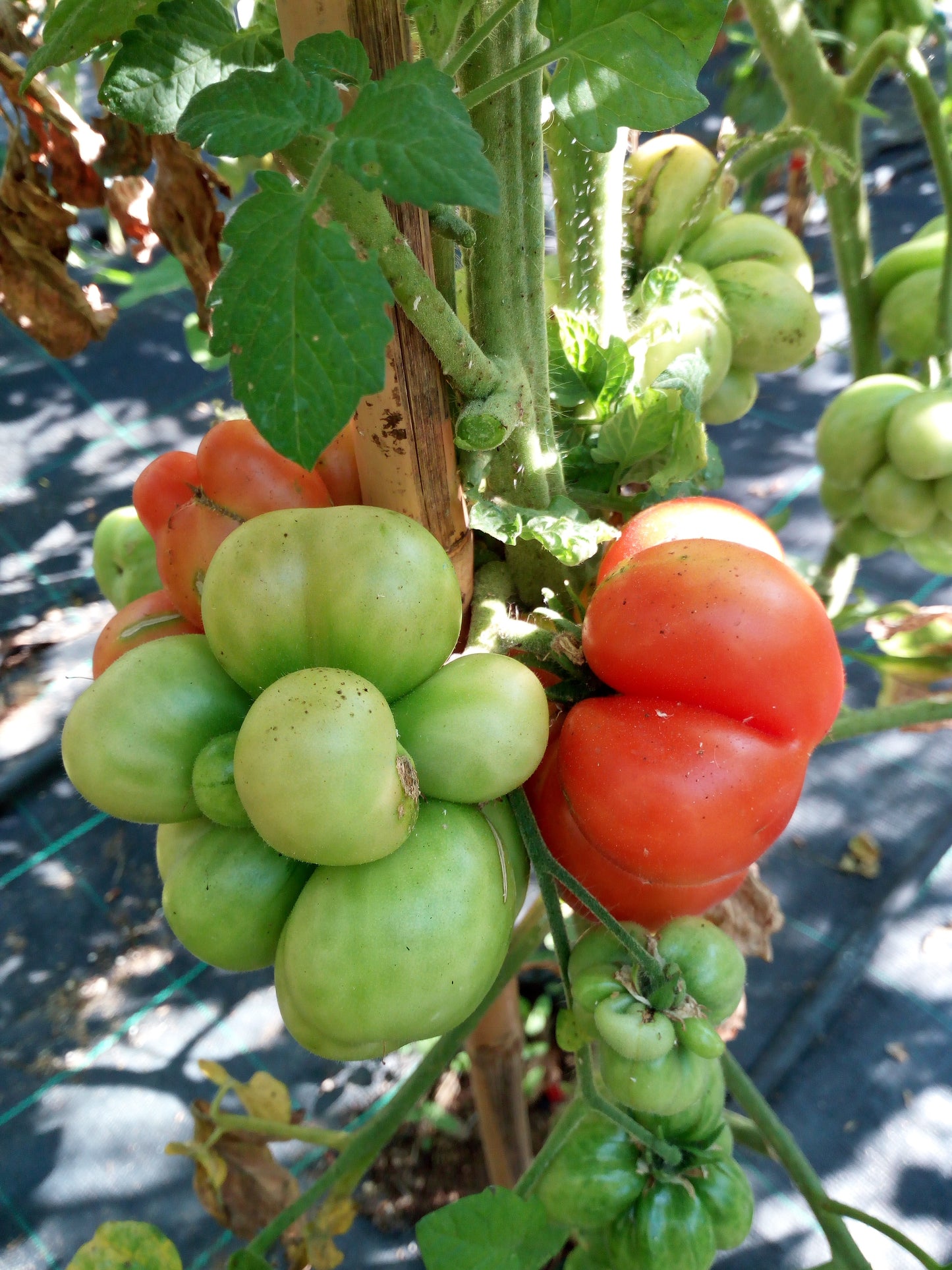 Pomodoro Brain--Reisentomate--