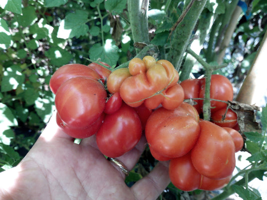 Pomodoro Brain--Reisentomate--