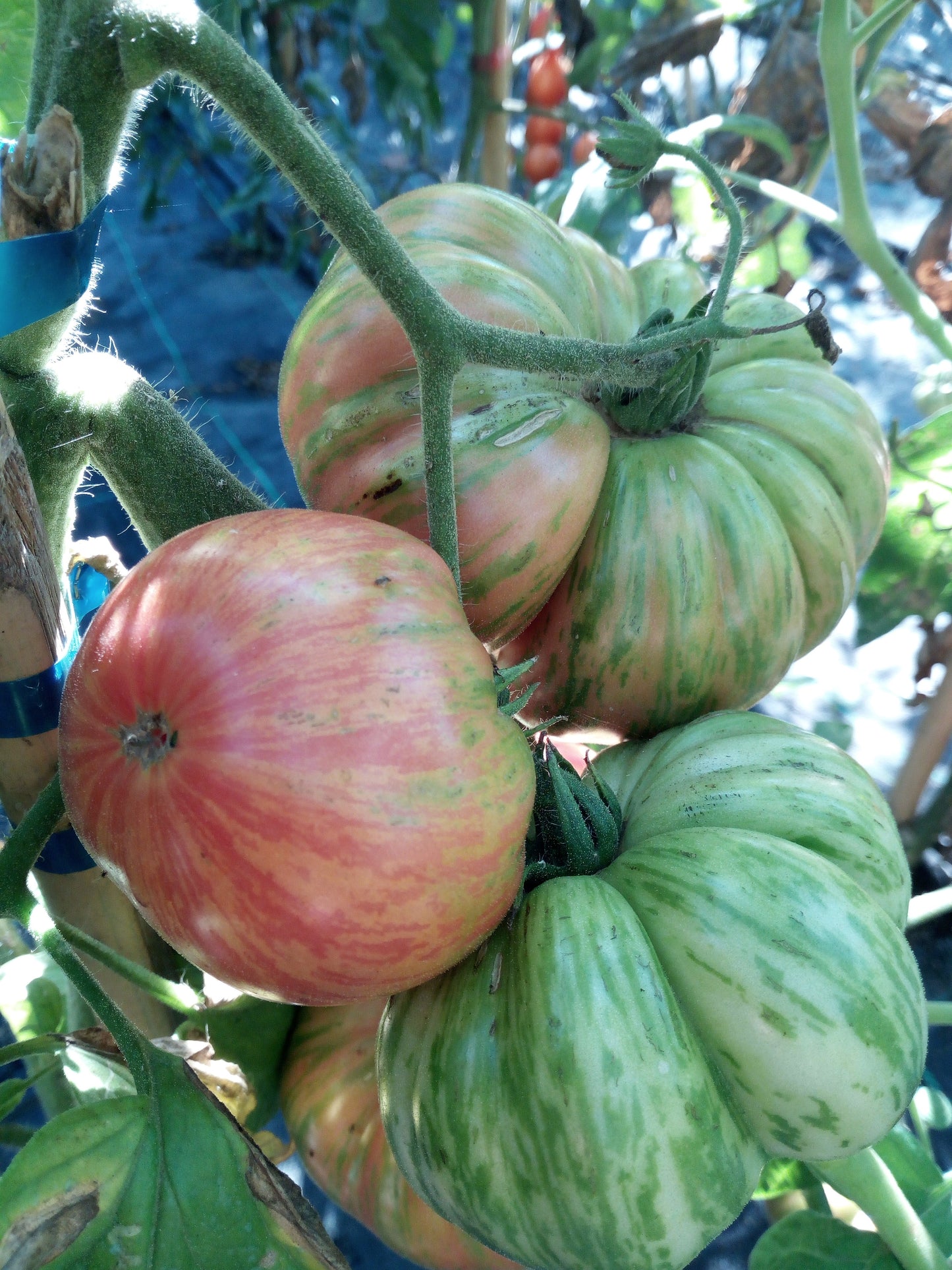 320 Semi POMODORO in 16 Varietà RARE e RICCHE di SOSTANTE NUTRITIVE