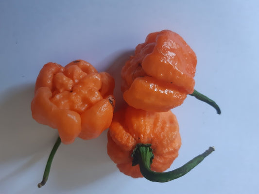 PEPERONCINO TRINIDAD SCORPION MORUGA PEACH