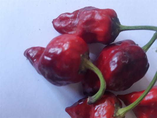 PEPERONCINO UFO PURPLE