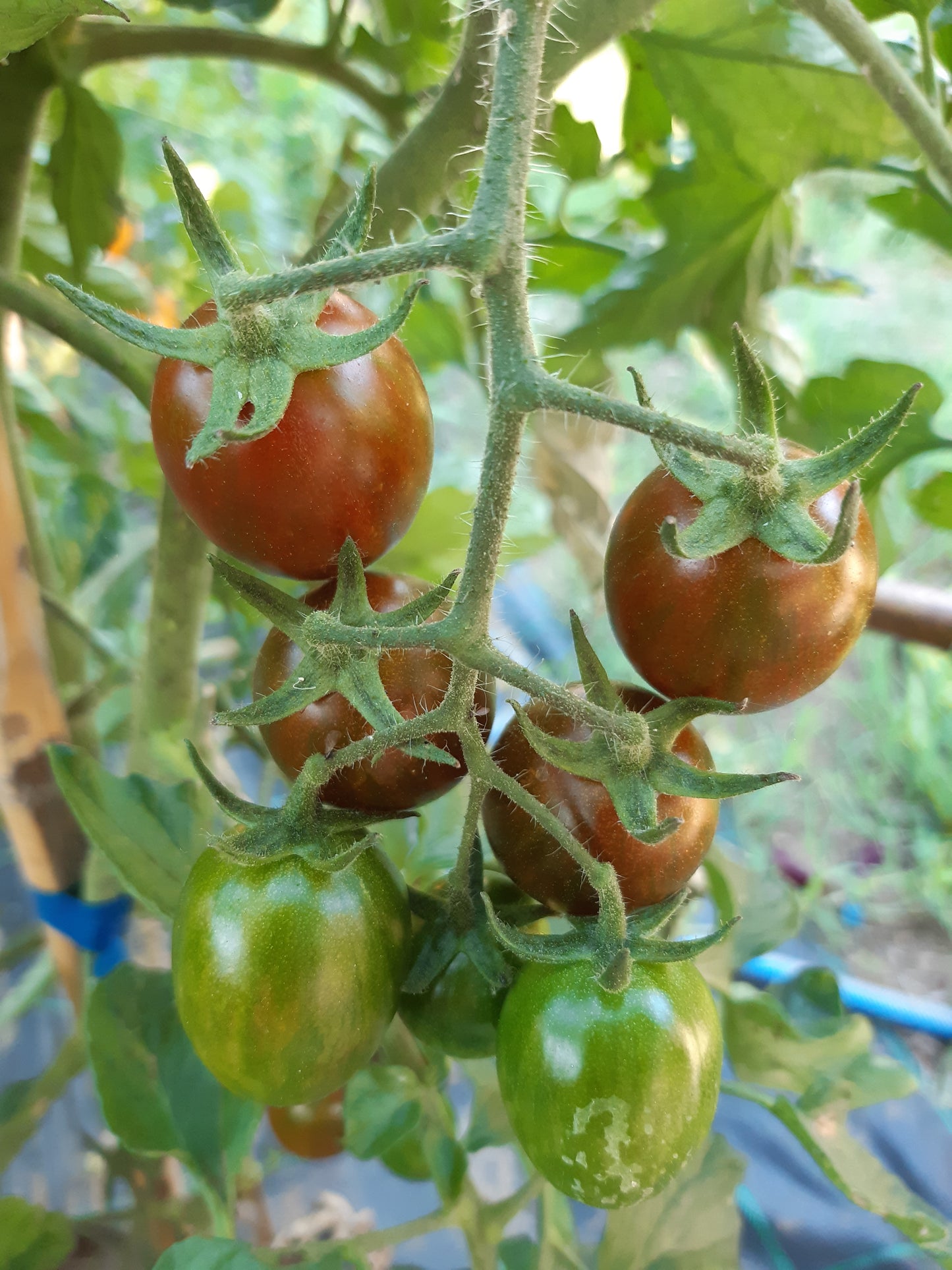 POMODORO ZEBRINO