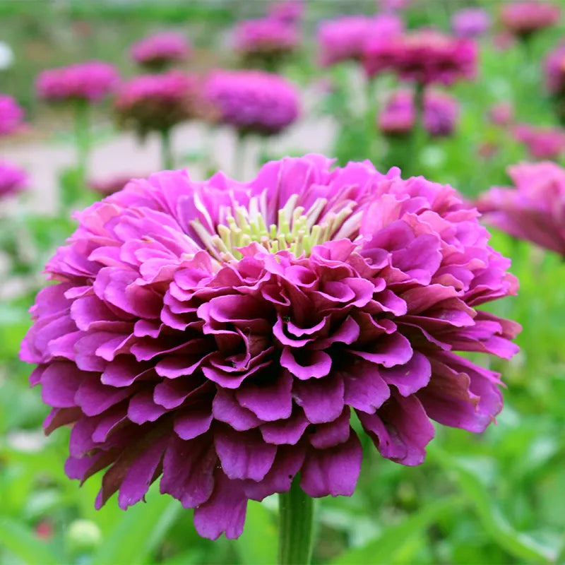 Zinnia Purple  Prince