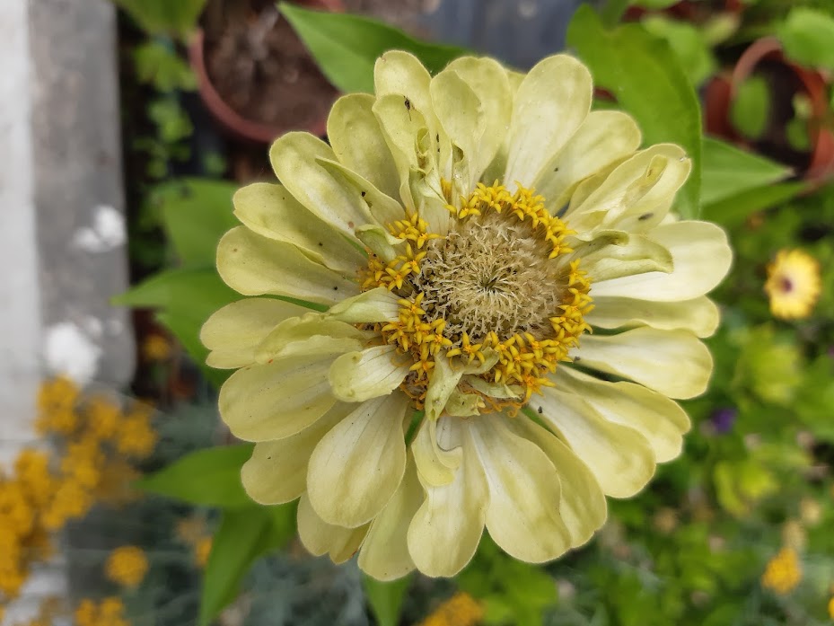 Zinnia Envy---zinnia verde--