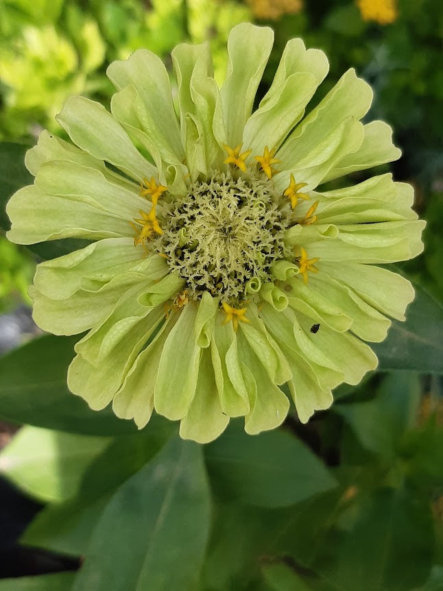 Zinnia Envy---zinnia verde--