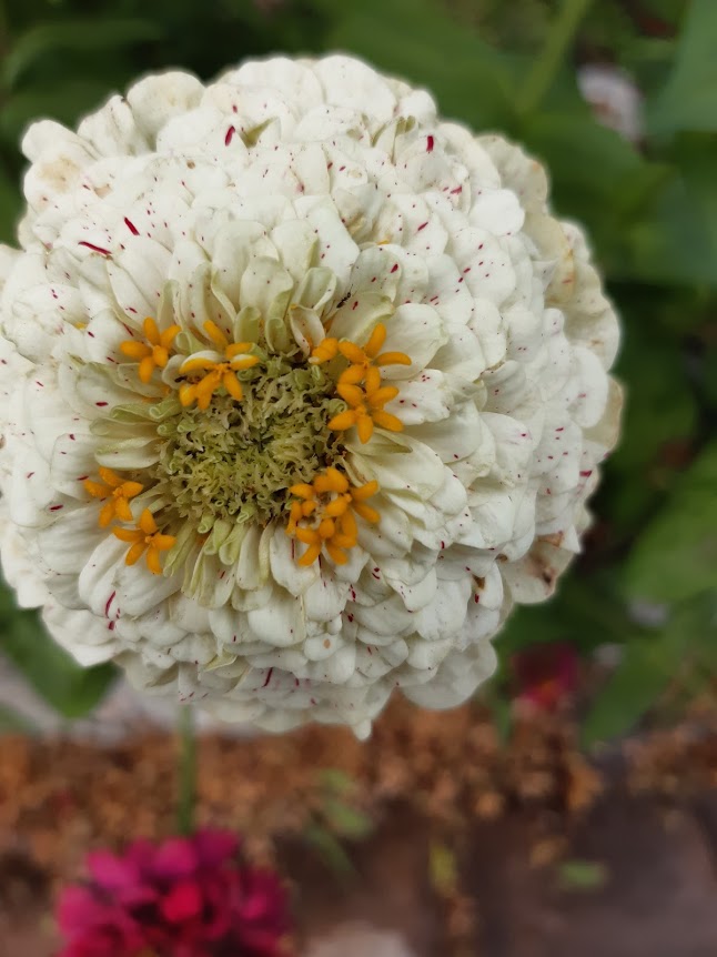 Zinnia Elegans--collezione di varieta'' diverse