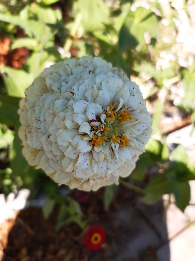 Zinnia Polar