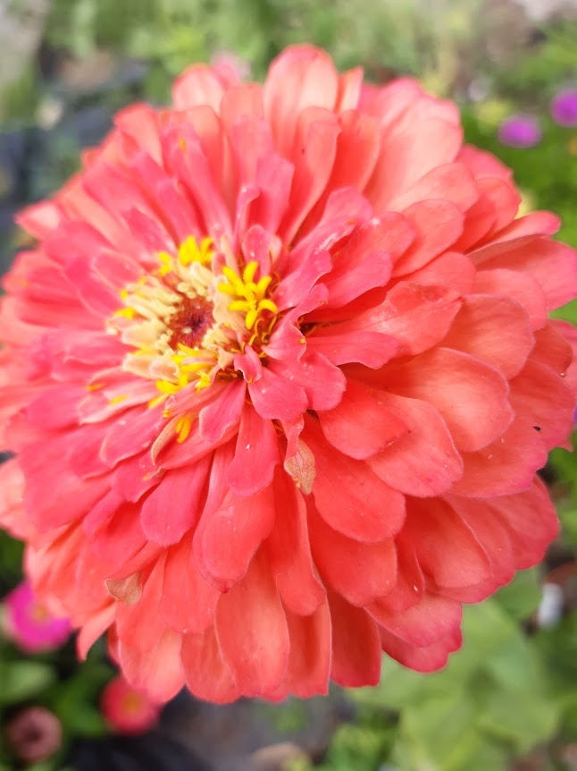 Zinnia  Pomponica gigante in Mix colori