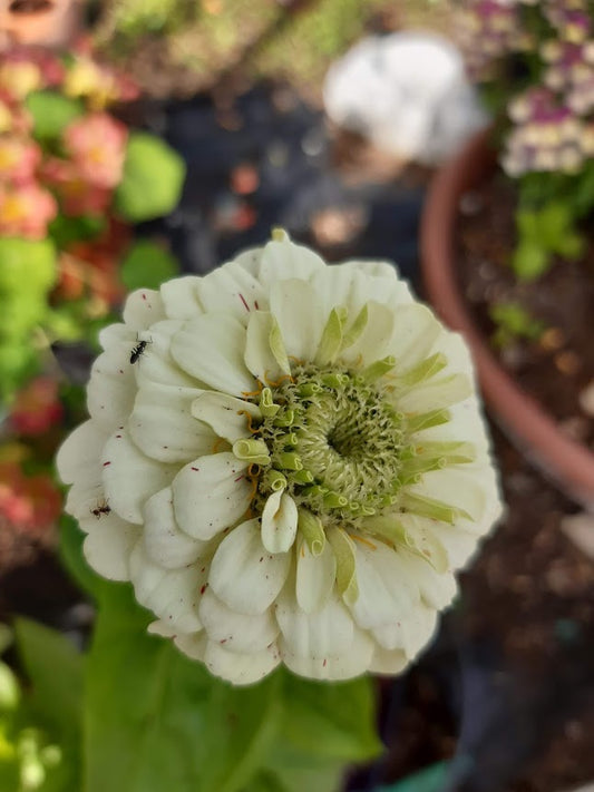 Zinnia White