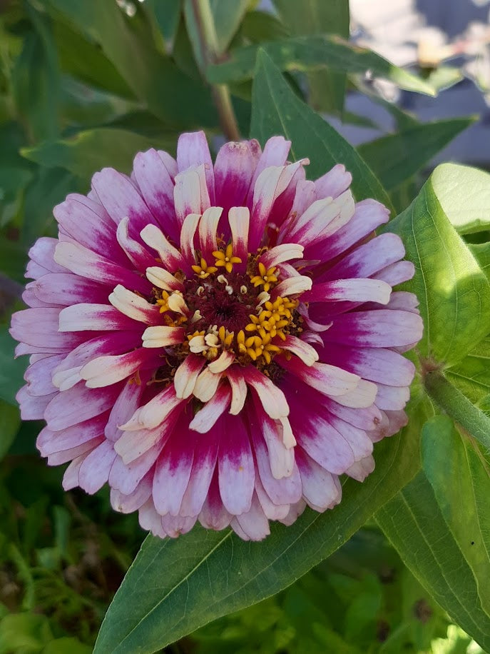 ZINNIA ELEGANS --VARIETA' WIRLIGIG