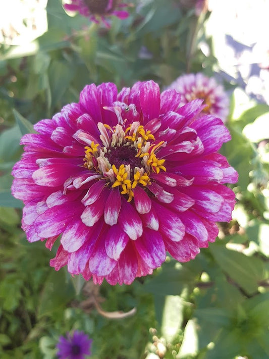 ZINNIA ELEGANS --VARIETA' WIRLIGIG