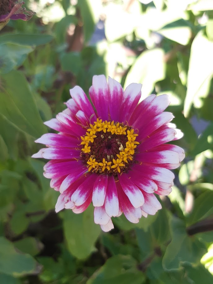 ZINNIA ELEGANS --VARIETA' WIRLIGIG