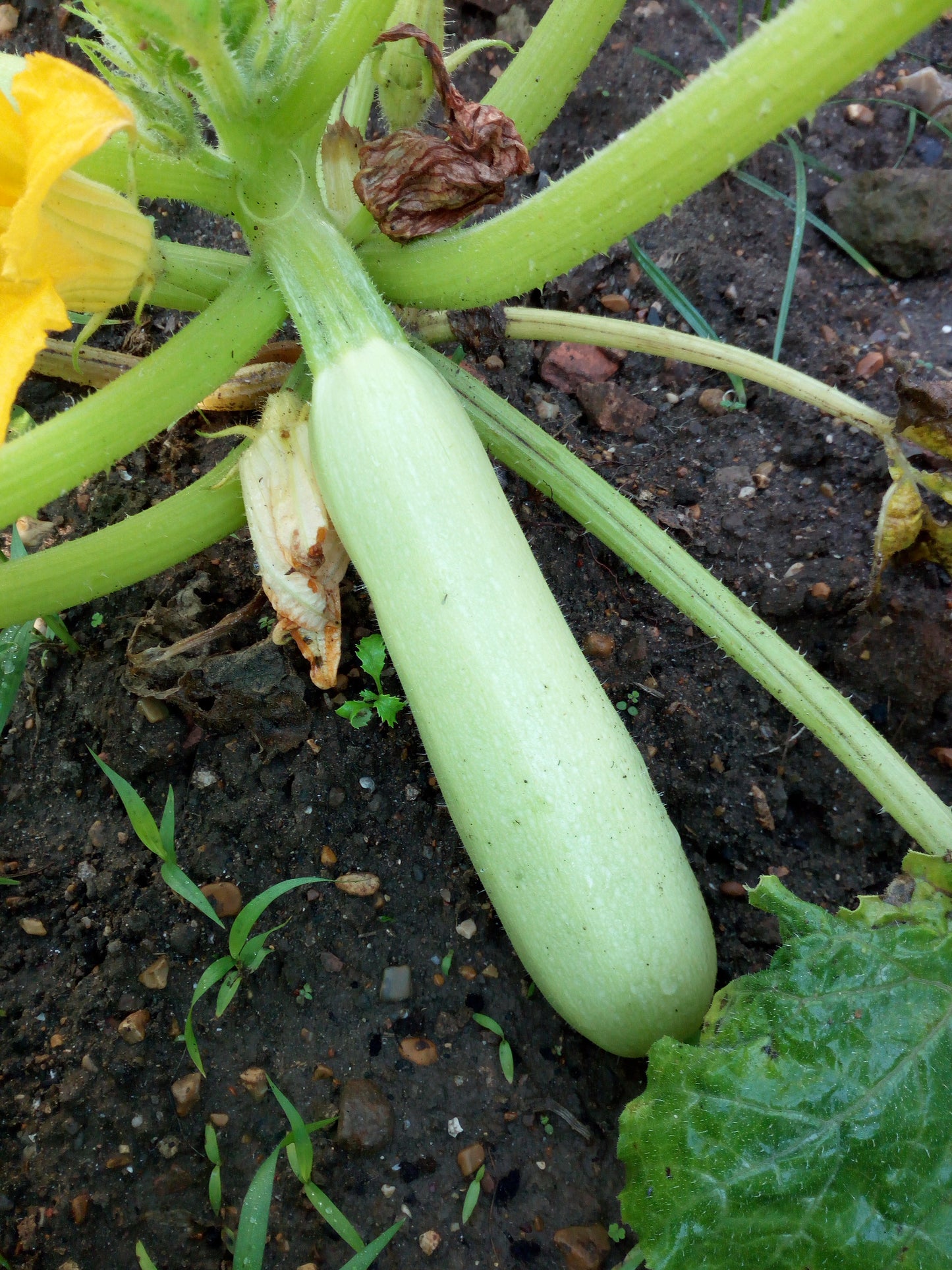 Zucchina Bianca Lunga Siciliana